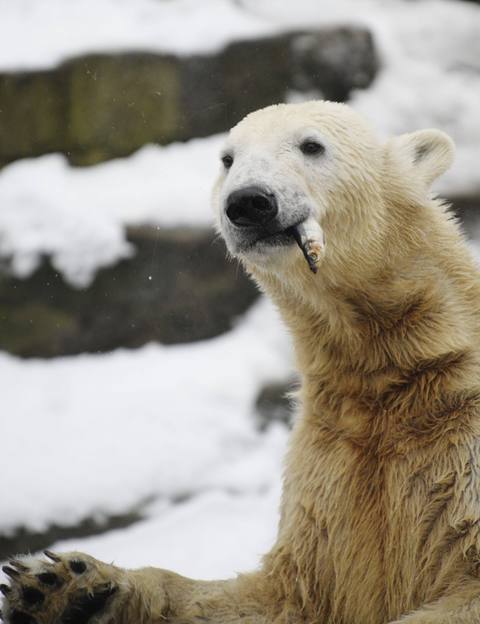 หมีคนุต